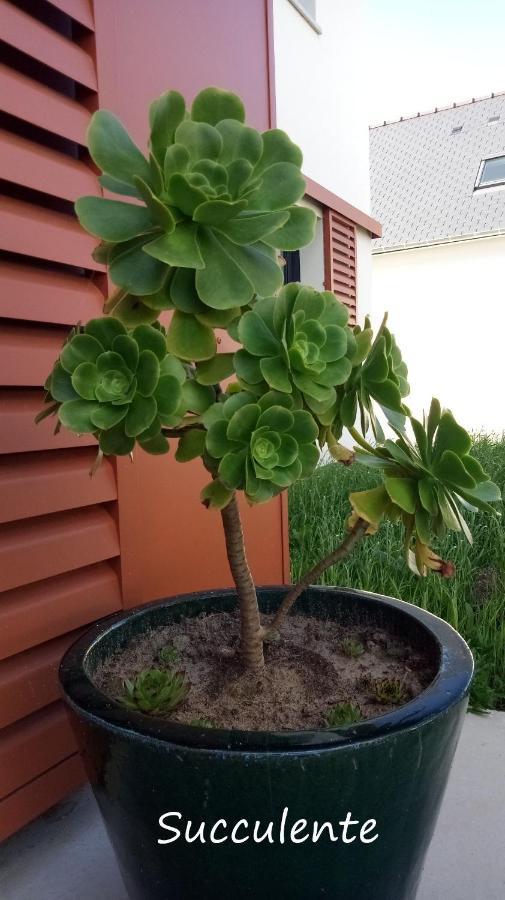 Apartmán Epiphytes Et Succulentes Paimpol Exteriér fotografie